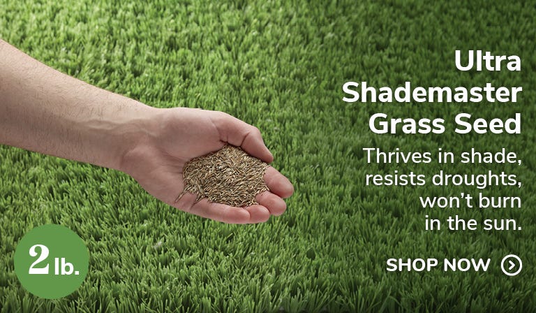 Ultra Shademaster Grass Seed