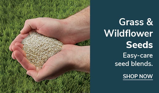 hands holding grass seed in lawn, shop seeds and grass now