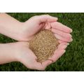 Premium Ultra Turf Grass Seed (Northern Climate)  thumbnail