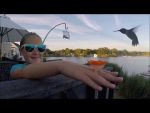 Hummer Ring Hand Feeder Kit  thumbnail