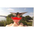 Hummer Ring Hand Feeder Kit  thumbnail