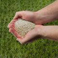 Quick Lawn Grass Seed (2 lb.) thumbnail
