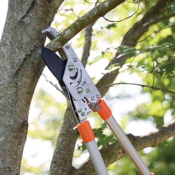Telescopic Anvil Loppers in use