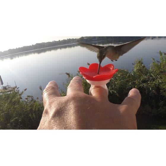 Hummer Ring Hand Feeder Kit 