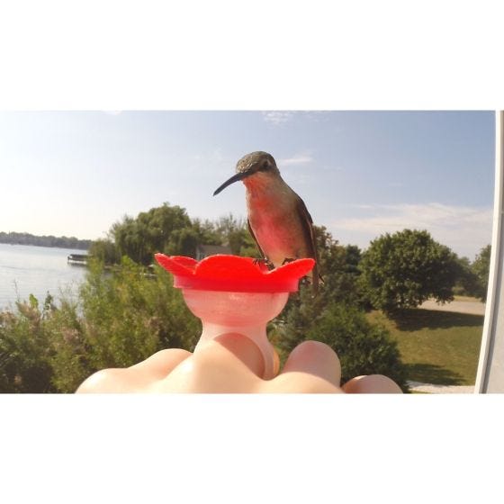 Hummer Ring Hand Feeder Kit 
