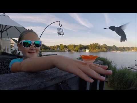 Hummer Ring Hand Feeder Kit 