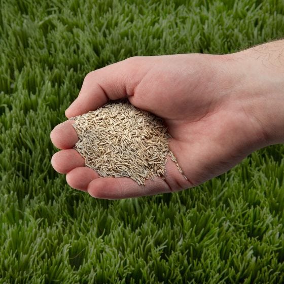 Quick Lawn Grass Seed (2 lb.)