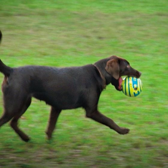 Wobble Wag Giggle Dog Toy 