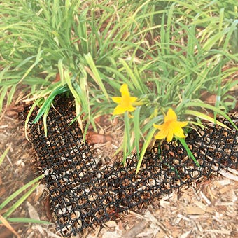How to keep animals out of your garden and landscaping