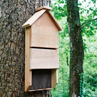Bat House