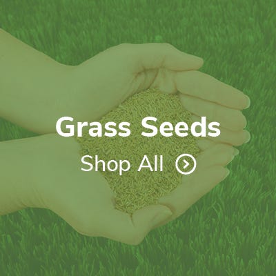 Grass Seed